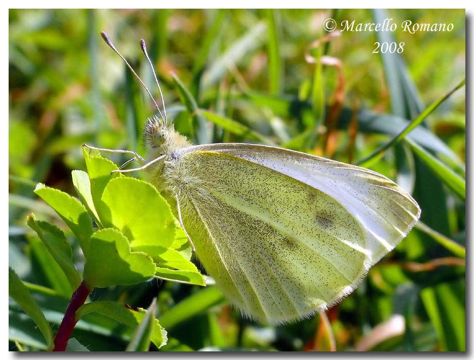 Fresche di giornata: Pieris rapae e Gonepteryx cleopatra